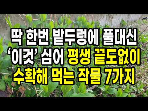 딱 한번 밭두렁에 풀대신 심어 평생 끝도없이 수확해 먹는 작물 7가지