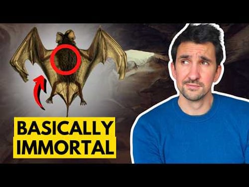 We FINALLY Understand Why Bats Live So Long
