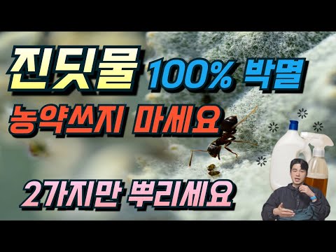 농약없이 진딧물을 전멸시키는 가장 확실한 방법.