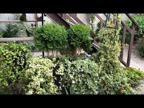 ТОП - 10 САМЫХ НЕПРИХОТЛИВЫХ ВЕЧНОЗЕЛЕНЫХ РАСТЕНИЙ НА ЮГЕ🌿.