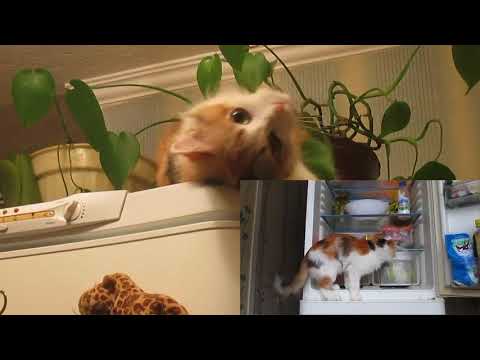 выйду ночью в кухню с котом