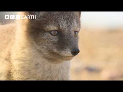 Fantastic Foxes | BBC Earth | BBC Studios