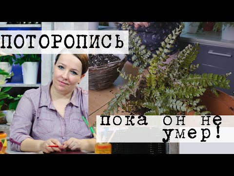 Fern resuscitation, recovery after illness