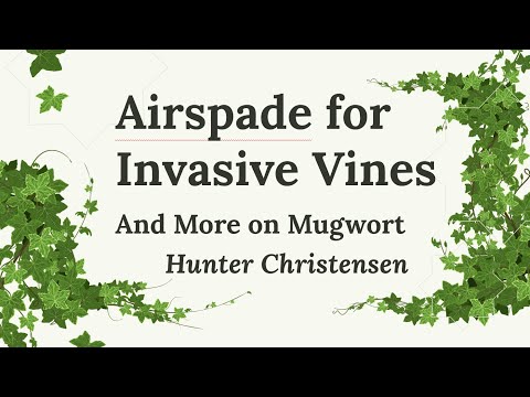 Managing Porcelainberry with Airspade, and Mugwort Management in Sunny Landscapes