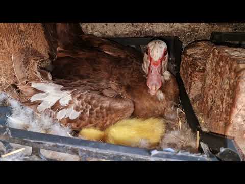 hatching goslings, ducklings, and chickens!