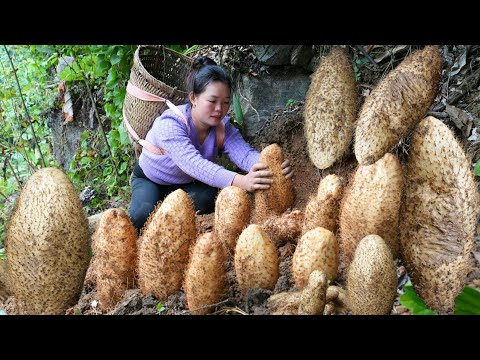 Harvesting strange, giant wild roots to sell at the market - Simple Countryside Dinner Cooking.