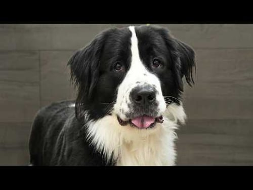 This Giant Puppy Was TERRIFIED of Grooming...