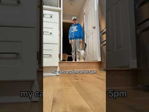 my cats AS SOON as it hits 5pm