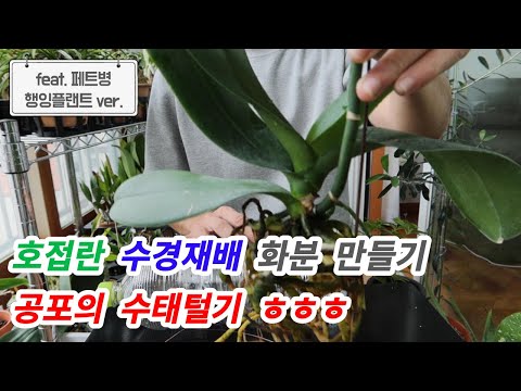 호접란 수경재배 화분만들기 / 호접란 화분 만들어보았어요. Phalaenopsis water culture