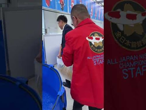 The Golden Scales are Just Magnificent 😳💛