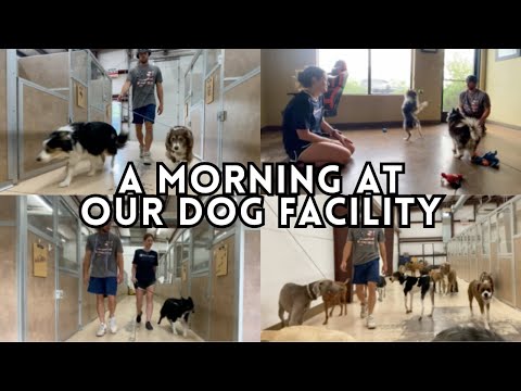 A Morning in the Life of Dog Facility Owners - Dog Boarding, Daycare & Training | Wholesome VLOG