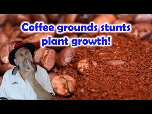 Did you Know Coffee Grounds Stunts Plant Growth?