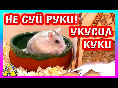 ЧТО СЛУЧИЛОСЬ ВО ВРЕМЯ УБОРКИ У ДЖУНГАРСКИГО ХОМЯКА / ЧЕМ КОРМИТЬ ХОМЯКА ЗИМОЙ / ALISA EASY PETS