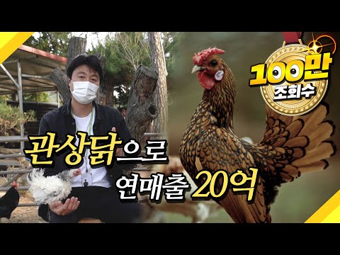 관상닭으로 연매출 20억?!