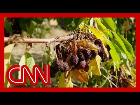 Meet the farmworkers in hiding as crops rot