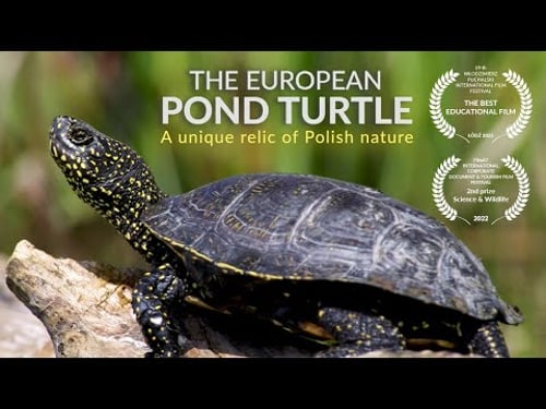The European pond turtle. A unique relic of Polish nature