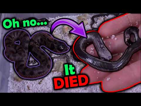 Black Hognose Snakes Hatching!
