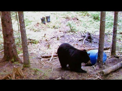 Bow Hunting Newfoundland Black Bears Episode #51