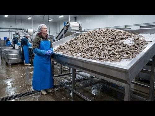 Inside the Largest Shrimp Processing Facility – 80,000 Pounds of Fresh Shrimp