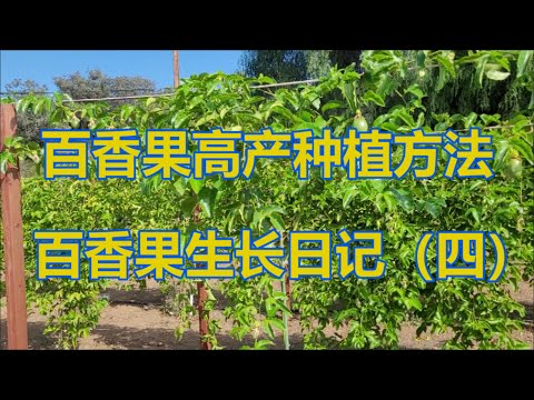 百香果高产种植方法:百香果生长日记(四)