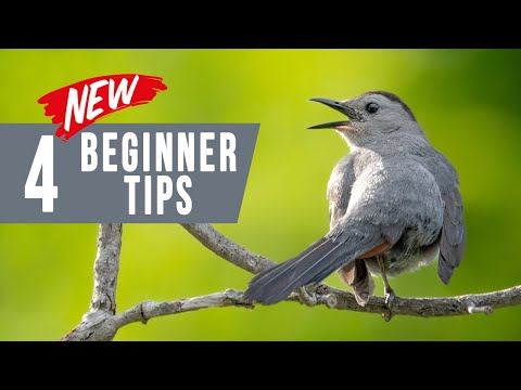 Bird Photography Secrets Most Pros Won't Tell You