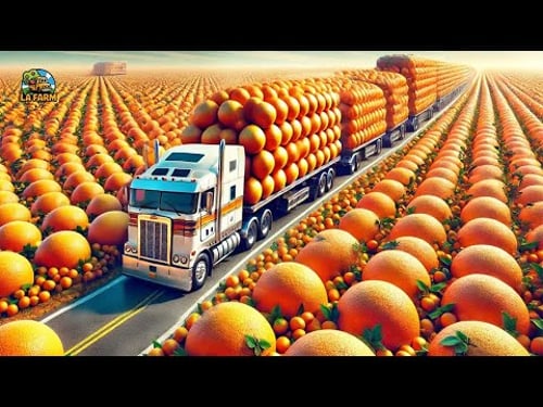 How Farmers Harvest Millions of Oranges: Orange Juice Processing Factory | Farming Documentary