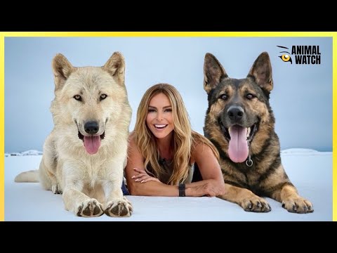 IS THE GERMAN SHEPHERD REALLY A 'WOLFDOG?'