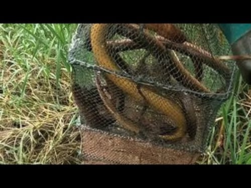 最近捅了龙虾窝了,黄鳝越来越少,整吧,整没多久了。 #真实户外 #黄鳝