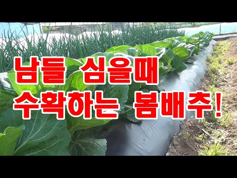 남들 심을 때 수확하는 봄 배추 키우는 방법