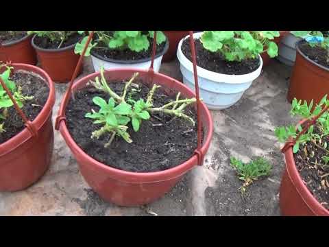 КАК СОХРАНИТЬ СУРФИНИИ И КАЛИБРАХОА ЗИМОЙ-НАШ ОПЫТ.