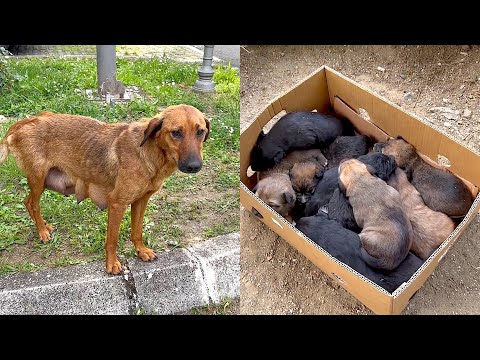 Rescued Starving Abandoned Mama Dog with 10 Puppies