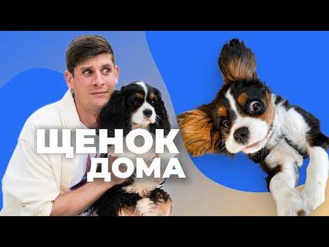 What do you need to know and do in the first few days? The puppy is already home.