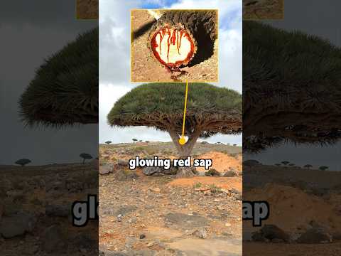 These Trees Squirt Blood?!
