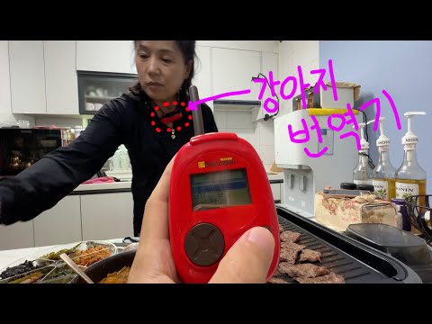 강아지 번역기로 엄마의 속마음을 알 수 있을지 궁금한 모오습