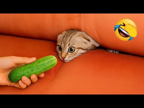 Hilarious Animals 2025 😂 New Funny Cats and Dogs Videos 😅