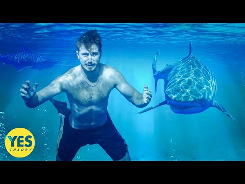 Swimming with the World’s Deadliest Shark