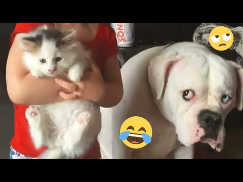 I dare you not to LAUGH at these FUNNY DOGS 😁🦮 - Best Funny Animals Videos 2025 #164