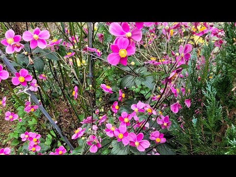 추명국이 어우러진 정원