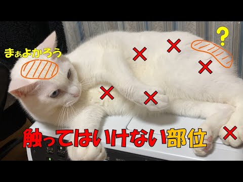 【猫の触ってはいけない部位と腰トントン】#cat #白ネコ