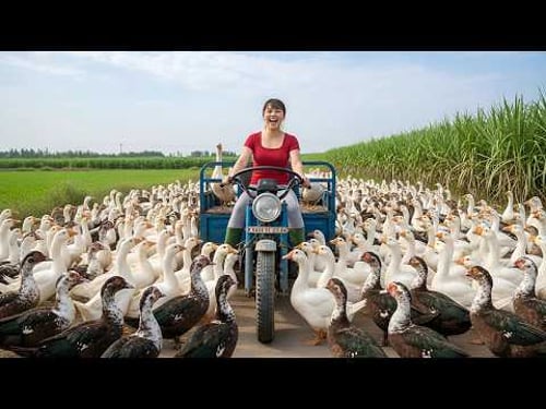 TIMELAPSE — Harvest Hundreds of Muscovy Ducks & Use 3-Wheeled Vehicle to Go Sell at Market