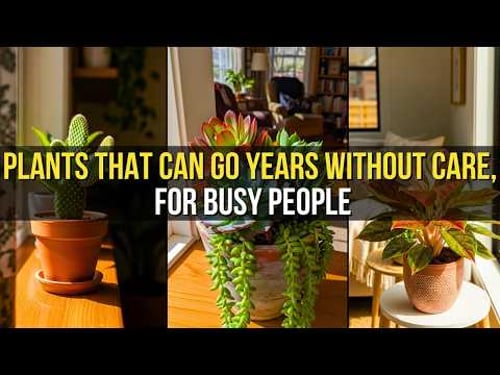 7 Best Indoor Plants for Busy People With No Time
