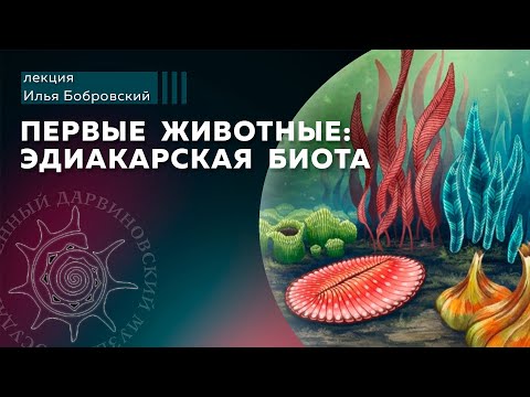Первые животные: эдиакарская биота