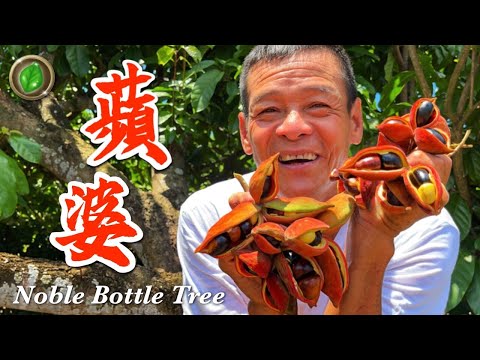 Countryside Episode 3 | Ping Po | Air Fry | Rock Sugar Tremella | Sterculia | Pinger