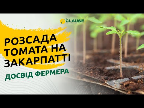 РОЗСАДА ТОМАТА НА ЗАКАРПАТТІ: ДОСВІД ФЕРМЕРА