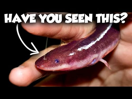 The Strangest Animals Lurking in Your Backyard