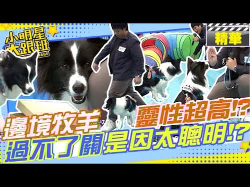邊境牧羊犬不僅很聰明還很有靈性!!陪著女主人熬過懷孕憂鬱期!!挑戰過不了是因為太聰明!?|邊牧.娜娜爸.毛小孩.寵物 @我愛小明星大跟班