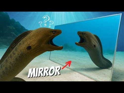 Sea Creatures vs Giant Mirror: Are They Smarter Than We Think?