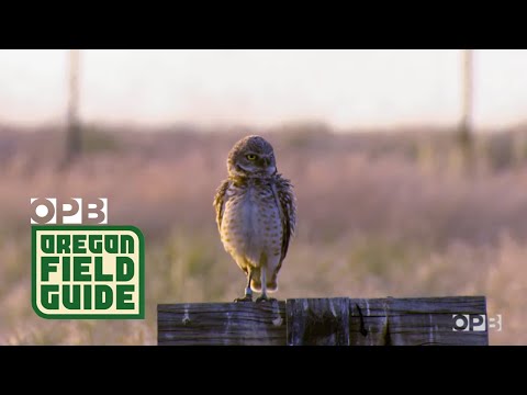 Oregon Owls Are Thriving At An Old Weapons Base | Oregon Field Guide
