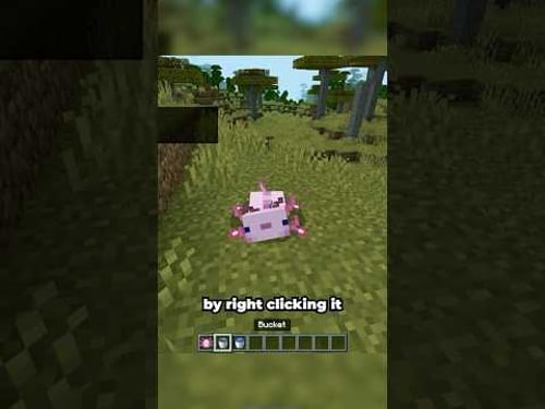 Mystery of the Disappearing Axolotl