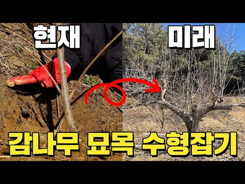 감나무를 심고 수형을 어떻게 잡는냐가 10년을 좌우합니다. (감나무 묘목 정지, 전정ㅣ 감나무 심기)
